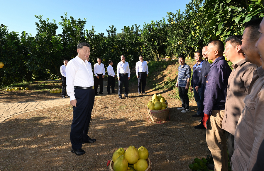 2025年11月7日，習(xí)近平總書記在梅州市梅縣區(qū)雁洋鎮(zhèn)南福金柚種植基地考察時，同果農(nóng)和農(nóng)技人員親切交流。